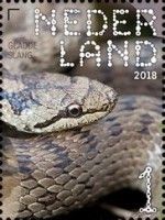 Smooth Snake (Coronella austriaca)