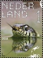 Grass Snake (Natrix natrix)