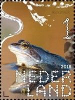 Moor Frog (Rana arvalis)