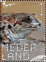 European Common Spadefoot (Pelobates fuscus)