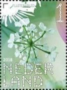 Cow Parsley (Anthriscus sylvestris)