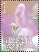 Hare's-foot Clover (Trifolium arvense)