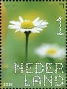 Daisy (Bellis perennis)