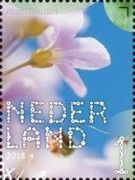 Cuckoo Flower (Cardamine pratensis)