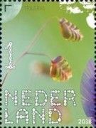 Common Quaking Grass (Briza media)