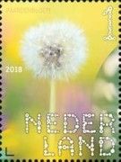 Dandelion (Taraxacum officinale)