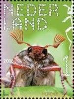 Common Cockchafer (Melolontha melolontha)