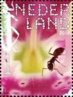 Black Garden Ant (Lasius niger)