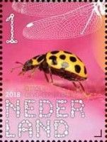 22-spot Ladybird (Psyllobora vigintiduopunctata)