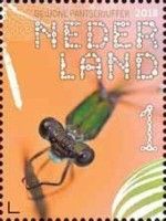 Emerald Damselfly (Lestes sponsa)