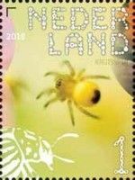 Cross spider (Araneus diadematus)