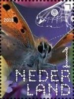 Small Copper (Lycaena phlaeas)