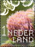 Spruce Feather (Pterula multifida)