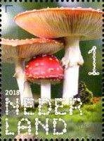 Fly Agaric (Amanita muscaria)
