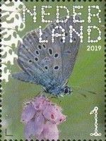 Alcon Blue (Phengaris alcon)