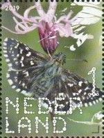 Grizzled Skipper (Pyrgus malvae)