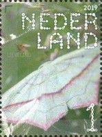 Blood-vein (Timandra comae)