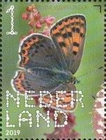 Sooty Copper (Lycaena tityrus)