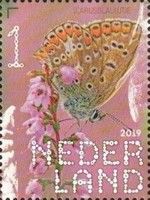 Common Blue (Polyommatus icarus)