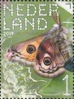 Small Emperor Moth (Saturnia pavonia)