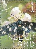 Nine-spotted Moth (Amata phegea)