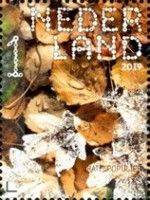 Aspen (Populus tremula)