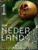 Common Medlar (Mespilus germanica)