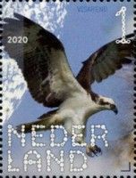 Western Osprey (Pandion haliaetus)