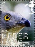 European Honey Buzzard (Pernis apivorus)