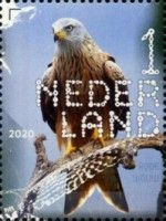 Red Kite (Milvus milvus)