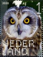 Short-Eared Owl (Asio flammeus)