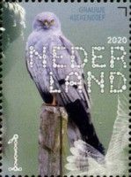Montagu's Harrier (Circus pygargus)