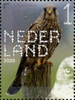 Common Kestrel (Falco tinnunculus)