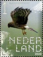 Hen Harrier (Circus cyaneus)