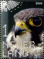 Hobby (Falco subbuteo)