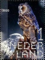 Long-Eared Owl (Asio otus)