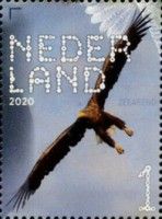 White-Tailed Eagle (Haliaeetus albicilla)