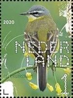 Western Yellow Wagtail (Motacilla flava)