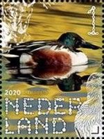 Northern Shoveler (Spatula clypeata)