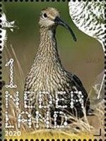 Eurasian Curlew (Numenius arquata)