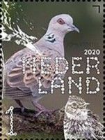 European Turtle Dove (Streptopelia turtur)
