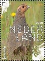 Grey Partridge (Perdix perdix)