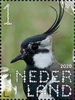 Northern Lapwing (Vanellus vanellus)