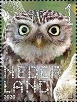 Little Owl (Athene vidalii)