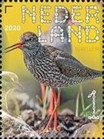 Common Redshank (Tringa totanus)