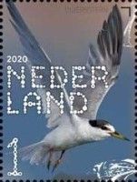 Little Tern (Sternula albifrons)