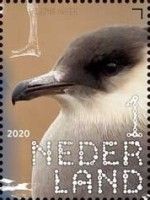 Arctic Jaeger (Stercorarius parasiticus)