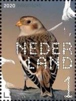 Snow Bunting (Plectrophenax nivalis)