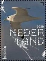 Black-legged Kittiwake (Rissa tridactyla)