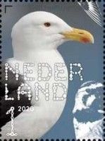 Great Black-backed Gull (Larus marinus)
